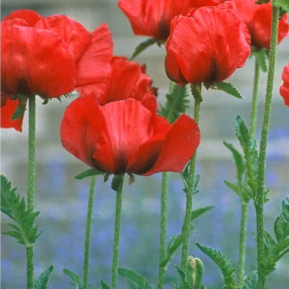 redpoppypink